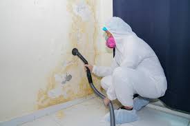 Best Black Mold Removal in Rockdale, TX